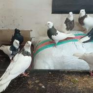 کبوتر طوقی هفت‌رنگ و زاغ دم سفید