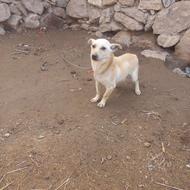 واگذاری یک عدد سگ پاکوتای نر