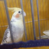 عروس هلندییی