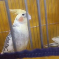 عروس هلندییی