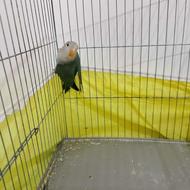 طوطی برزیلی