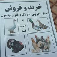خریدارمرغ و خروس وغازواردک