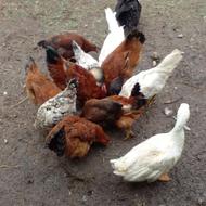 مرغ وخروس واردک معاوضه با موتور