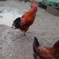 مرغ وخروس واردک