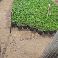 فروش عمده سبزه نارنج