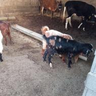 فروش بزغاله یاچوشنر