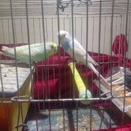 مرغ عشق جفت نرو ماده