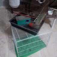 قفس عروس هلندی مرغ عشق طرقه