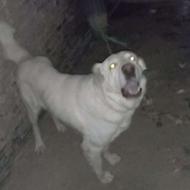 توله سگ خراسانی واگذار