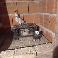 کبوتر پرشی.