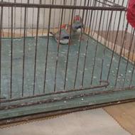 فنچ نر ماده...