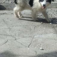 توله ماده میکس سرابی و قهدریجان تپل.دهن پرسرپنجه دار مقرور.