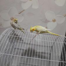 فروش،طوطی،وکبوتر