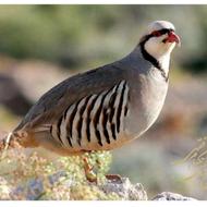 خریدار بلدرچین کوهی