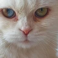 اسکاتیش فولد