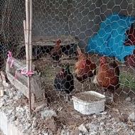 سلام مرغ محلی کرچ شو سالم