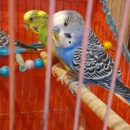 سه تا مرغ عشق زیبا