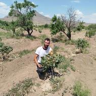 فروش نهال پسته وگردو