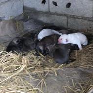 توله پژدر ب شرط