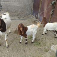 بزنصلی ابستن