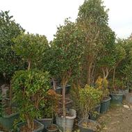 عرضه مستقیم گل و گیاه ونهال کلی و جزئی