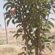 فروش باغ 2000متری جاده دربندنزدیک گلخانه جناب آقای کریمی