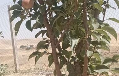 فروش باغ 2000متری جاده دربندنزدیک گلخانه جناب آقای کریمی