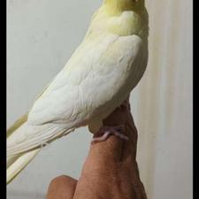 عروس هلندی لوتینو