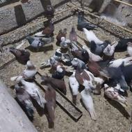 فروش کبوتر گله ای