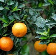 نارنج شمارا ب نازل ترین قیمت خریداریم