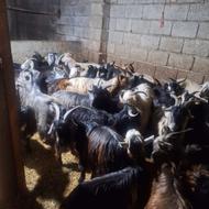 خرید و فروش گوسفند زنده