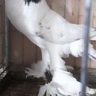 فروش هاناپوتر بادکنکی