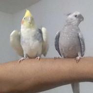 به علت جابه جایی میفروشم