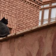 خانم نظافتکار