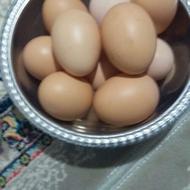 تخمه مرغ محلی توروستا