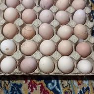 فروش تخم مرغ محلی بصورت روزانه