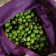 فروش زیتون عالی