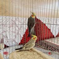 یک جفت عروس هلندی نروماده