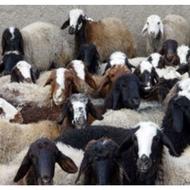 گوسفند زنده شبانه روزی همراه باسرویس وباسکول دیجتال