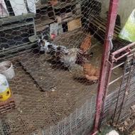 تخم مرغ نطفه دار محلی وگلین درهم