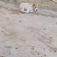 واگذاری توله افغان