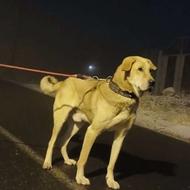 سک عراقیازنسلشیناسطوره