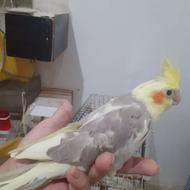 عروس هلندی لوتینو آهویی دوکت نر سخنگو