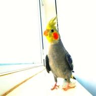 عروس هلندی بالغ