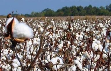 یک هکتار زمین کشاورزی برای کاشت پنبه و بادام با امکانات کامل