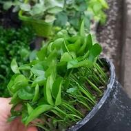 سبزه نارنج فروش عمده تعداد