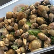 حلزون آلبینو