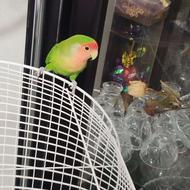 طوطی برزیلی سرحالوبازیگوش