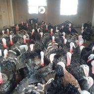 فروش جوجه بوقلمون