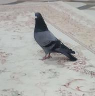 یه جفت کبوتر سبزبه دلیل نداشتن جا